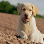 Dogs and Puppy Training