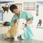 Qualities of a Good Veterinary Hospital