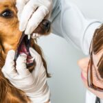 A Closer Look at Dunwoody, GA’s Animal Dental Services