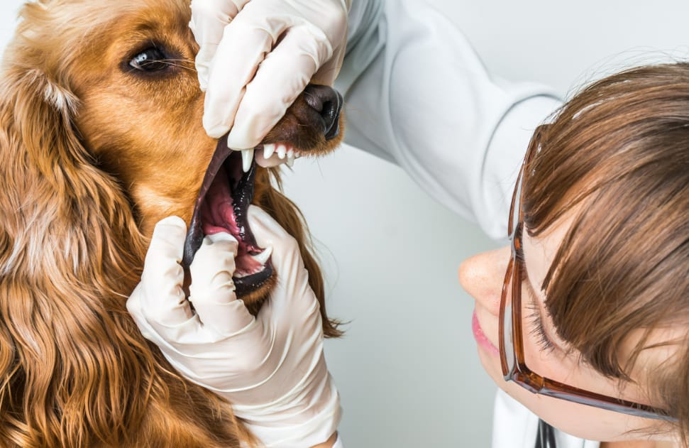 Animal Dental Services