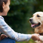 Factors To Consider While Opting Dog Care Adelaide Services