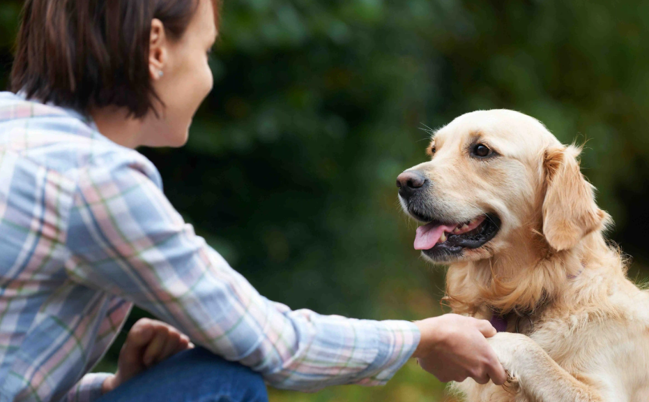 dog care in Adelaide