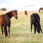 Unlock Success Of Horsey Industry With Horse For Sale VIC Services