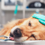 The Vital Role of an Anaesthesia Dentist in Surgery