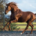 The Role of Trust in Successful Horse Sales