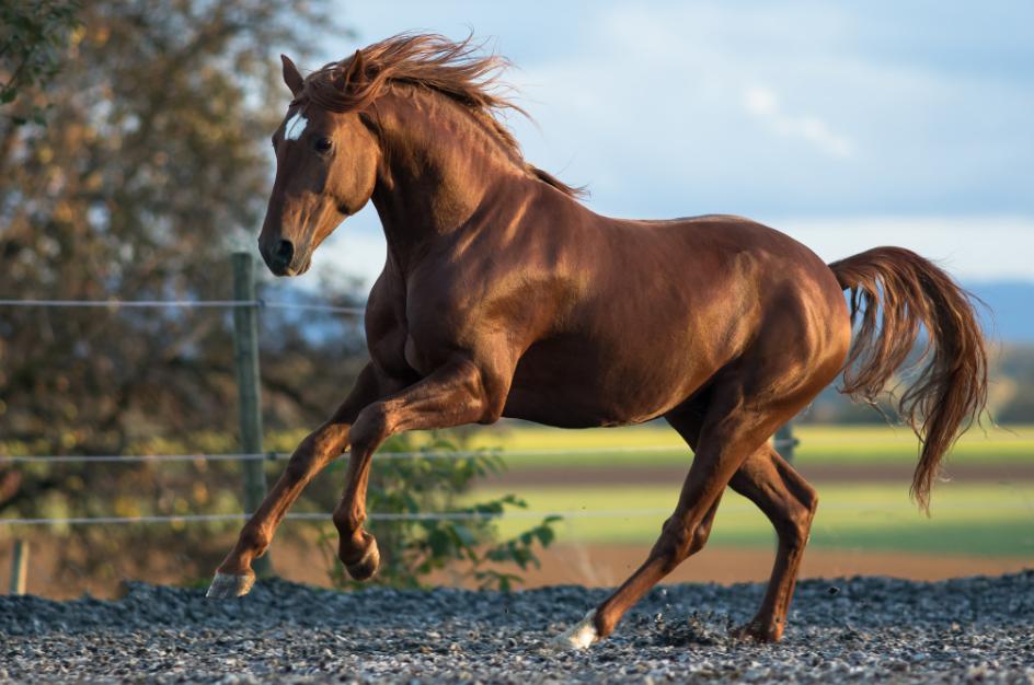 horse sales