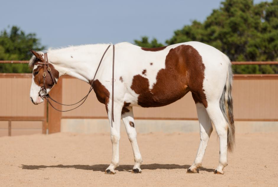 horse sales NSW