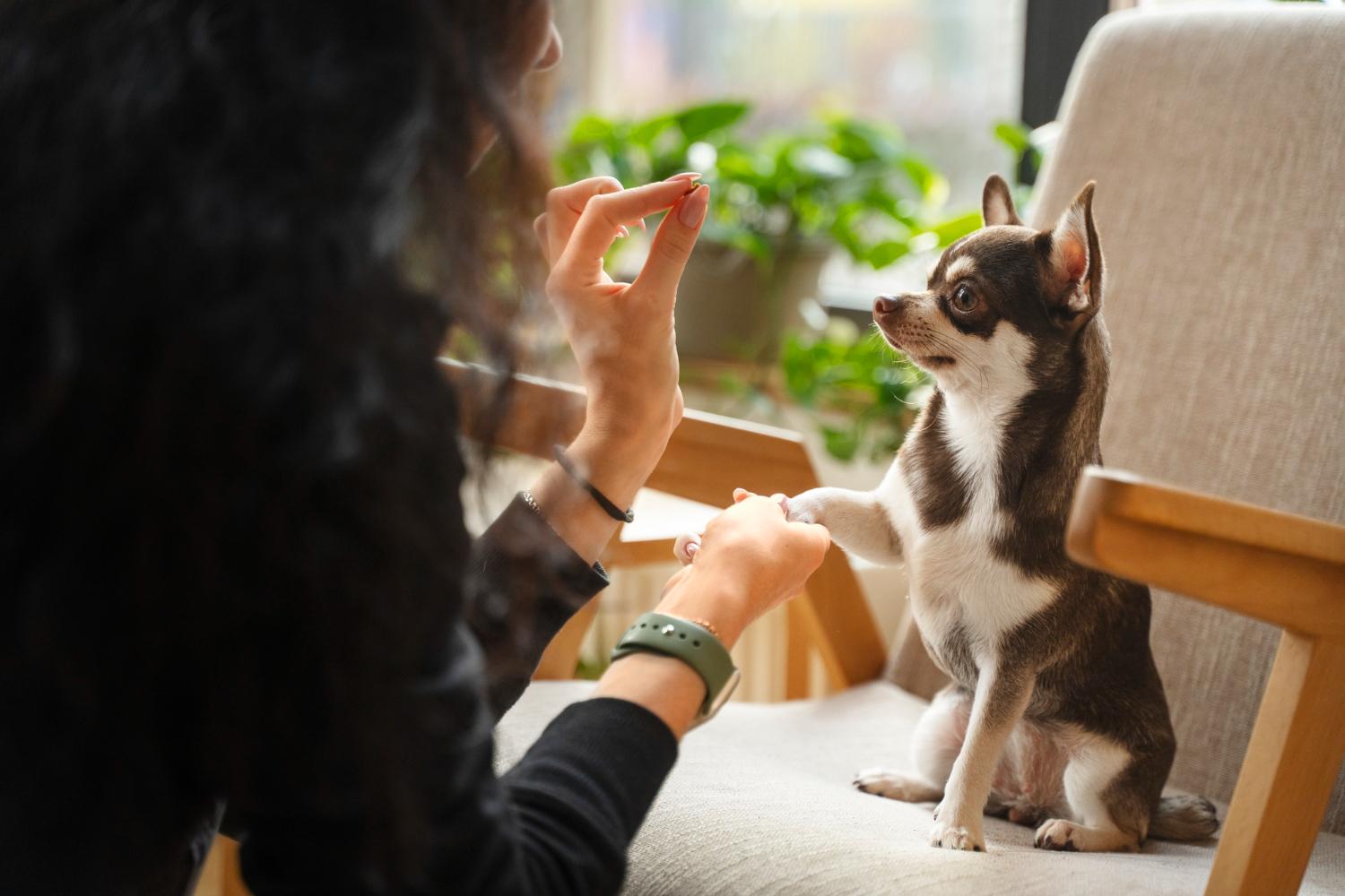 puppy training course
