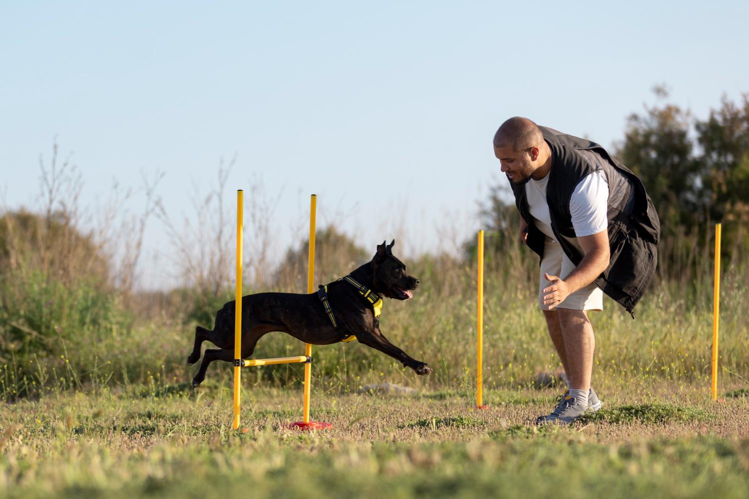 dog training school